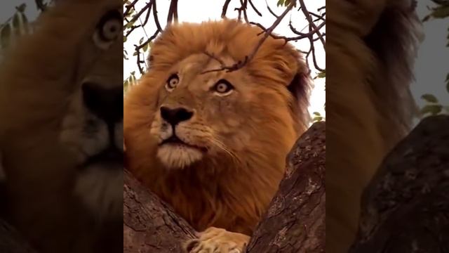 Лев попытался стянуть обед Леопарда смотреть онлайн