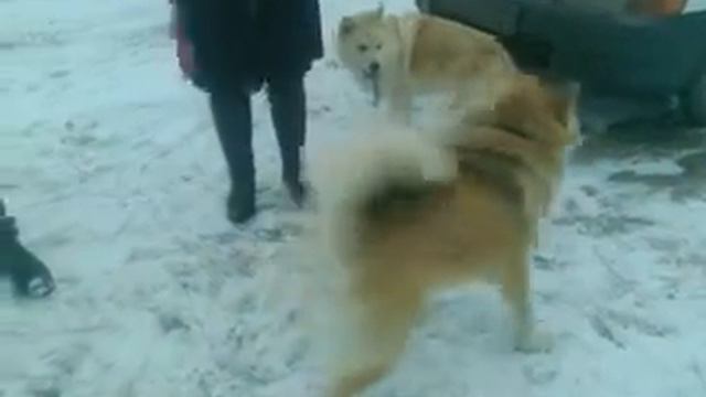 Хаски-Чау играют2 смотреть онлайн