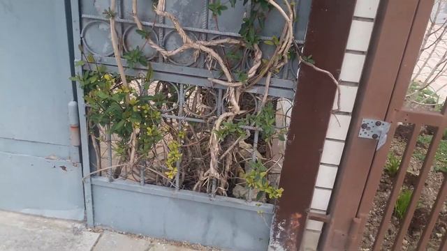 Анапа. FIXprlce. Ул. Крымская. Сосны. Кампсис. смотреть онлайн