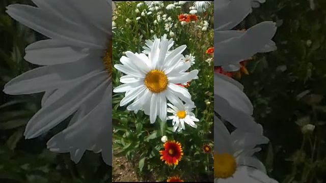 День ромашек! смотреть онлайн