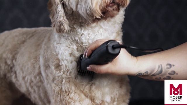 MOSER Max 50 - How to do a full clip on a large dog | MOSER Animal смотреть онлайн