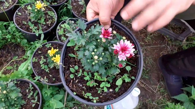 Когда зацветает хризантема мультифлора. смотреть онлайн