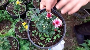 Когда зацветает хризантема мультифлора.