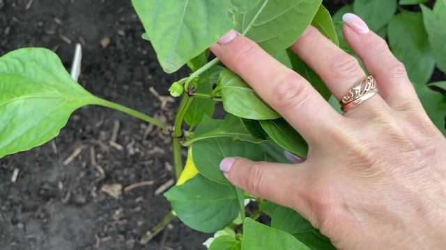 МОЙ ЛЮБИМЫЙ ОГОРОД, В КОТОРОМ ВСЕ СОЗРЕВАЕТ И РАСТЁТ! ОБЗОР Июнь 2021 смотреть онлайн