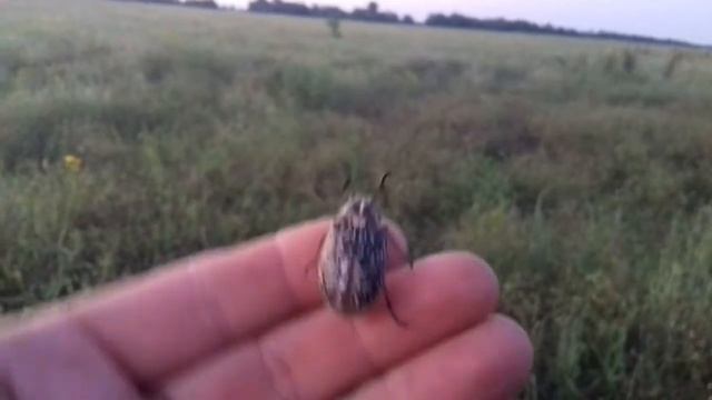 Жук смотреть онлайн