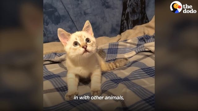 Paralyzed Cat Races In His Wheelchair As If He's Trying Out For Formula 1 | The Dodo смотреть онлайн