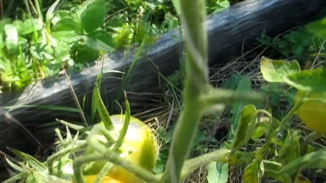 САЖАТЬ НЕ БУДУ ЭТИ ТОМАТЫ. смотреть онлайн