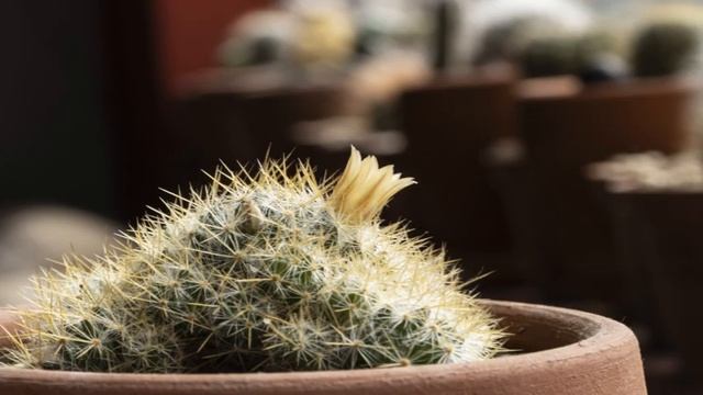 Mammillaria prolifera comparativa de flores смотреть онлайн