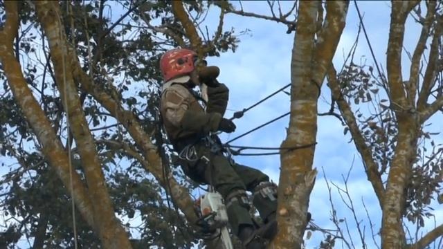 Удаление, спиливание аварийно-опасных деревьев. смотреть онлайн