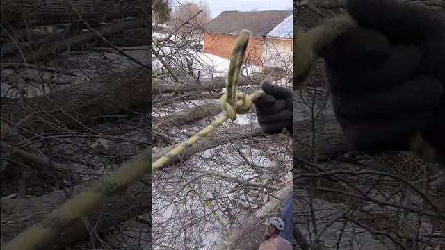 Как спилить дерево чтобы оно упало в нужном направлении смотреть онлайн