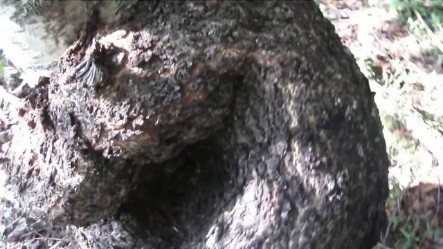 Кап березовый смотреть онлайн