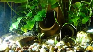 ?Сифон для чистки  аквариума: как это работает