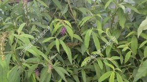 Буддлея Давида из семян.  И стоит ли сажать её на своём участке.