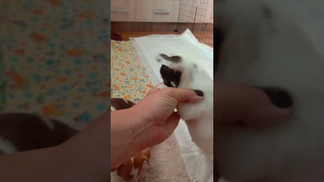 чихуахуа смотреть онлайн