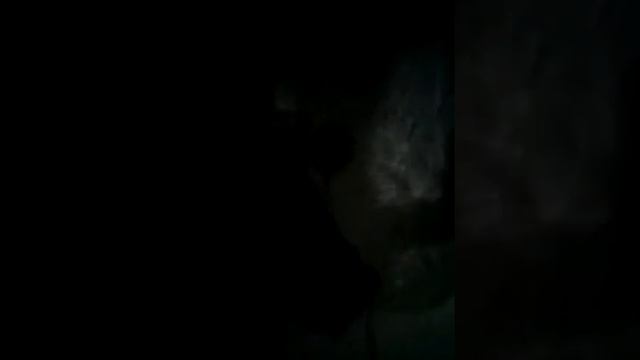 Кот-пловец!!! смотреть онлайн