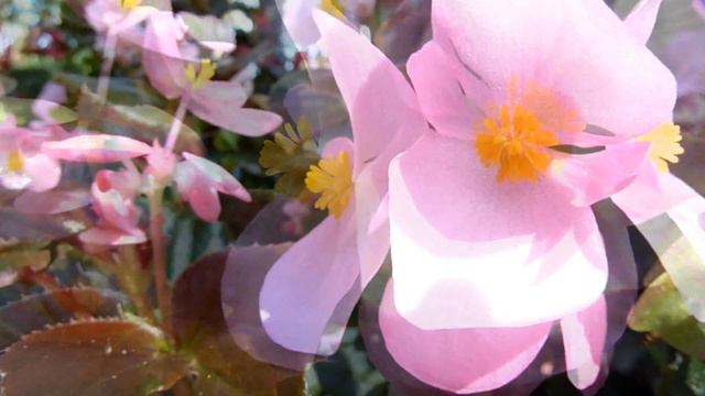 AlisonHD - Pink Begonias (Day) смотреть онлайн