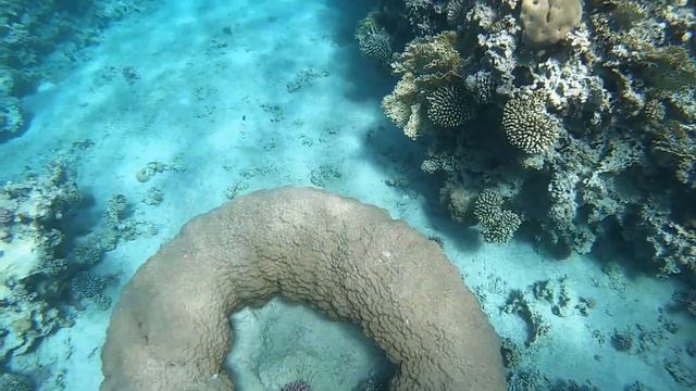 Путешествие и отдых в Иордании/ Как недорого съездить зимой к морю? :) смотреть онлайн
