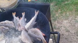 ОКУНЬ  НА САДЖЕ НА КОСТРЕ.#РЫБА#ОВОЩИ#.