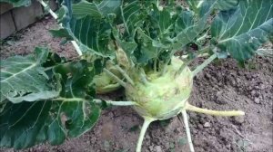 Как вырастить капусту кольраби. Сорта и полезные советы.mp4
