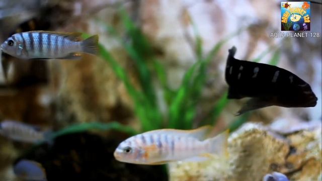Black Beard Algae removal | Black Beard Algae Eaters| #blackbeardalgaeremoval #BlackBeardAlgaeeater смотреть онлайн