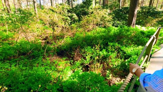 Our First Video - Haaga Rhododendron Park смотреть онлайн