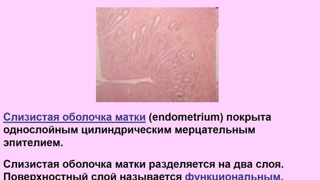 Анатомия женских половых органов смотреть онлайн