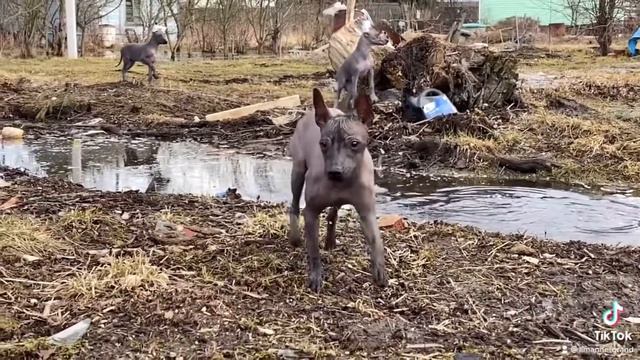 Сама Грация, ксоло Марика