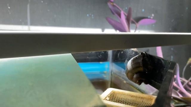 Побег ампулярии из аквариума сорвался