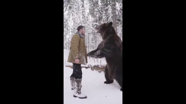 Медвед смотреть онлайн