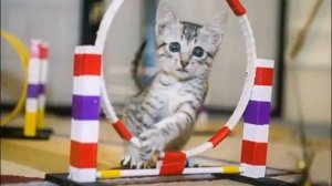 КАК НАУЧИТЬ КОШКУ РАЗЛИЧНЫМ КОМАНДАМ ДРЕССИРОВКА КОШЕК  TRAINING CATS