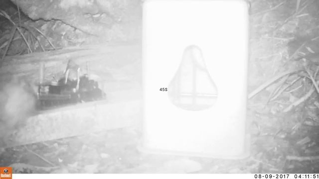 Rat Gets Killed by Kness Big Snap E Rat Trap смотреть онлайн