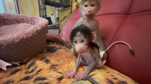 Степашка 'ВЫПАЛ из ГНЕЗДА' и Люська вся разнервничалась, она не знает что делать?!