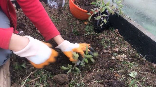 ПОСАДКА ТОМАТОВ ? Что класть в лунку при посадке? смотреть онлайн