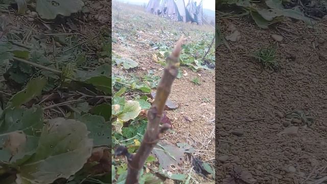 Инжир в декабре смотреть онлайн