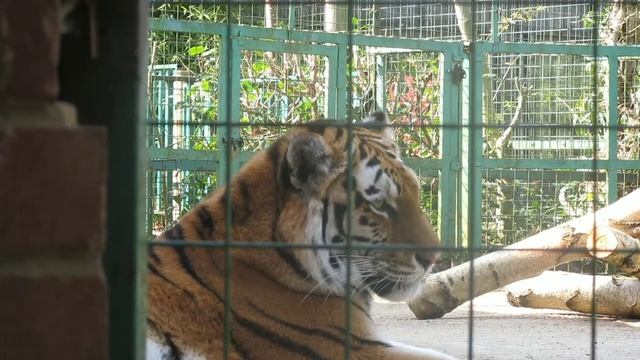 27 интересных фактов о тиграх смотреть онлайн