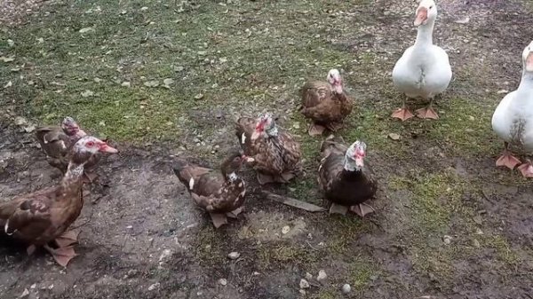 Продажа индоуток и немного про них