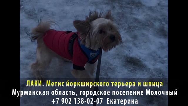 Пропала собака! ЛАКИ Метис йорка и шпица. Мурманская область, городское поселение Молочный смотреть онлайн