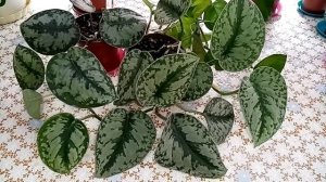 Экзотические сциндапсусы.