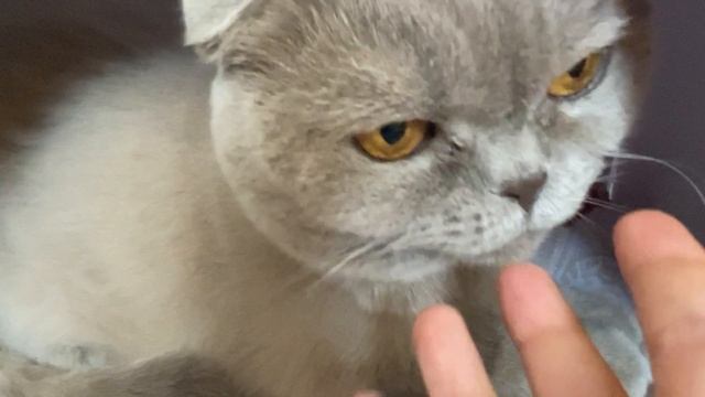 Новый домик для буси смотреть онлайн