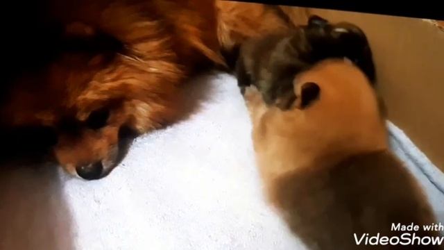 ВОЛЬЕР!!!ЛЕГКО!!!Квартирный ЗА 500 РУБЛЕЙ для щенков,собак своими руками. смотреть онлайн