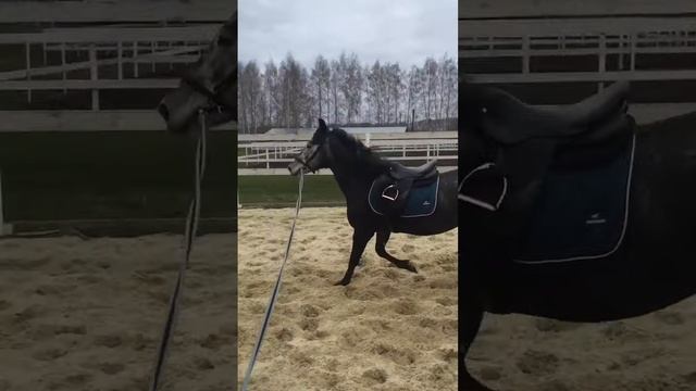 Работа на корде в манеже смотреть онлайн