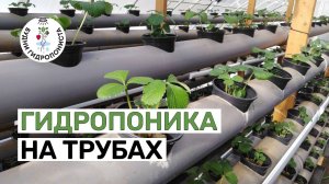 Гидропоника на канализационных трубах
