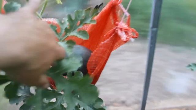 Арбузы и дыни в теплице (08.07.20.).