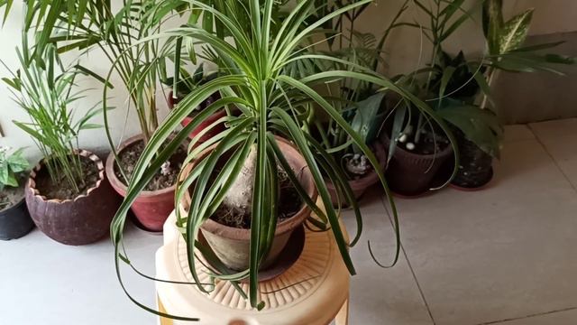 Care Of Nolina Palm/ponytail Palm/elephant Foot 🌴palm#gardening With Geet Kumar.