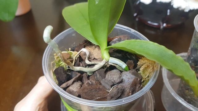 Phal. Joy Auckland Beauty x Phal. Lueddemanniana Mindanao (LD278), любимый подросток от Josepf Wu смотреть онлайн