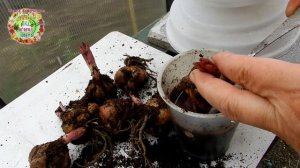 Как быстро подготовить луковицы цветов лилии к посадке?