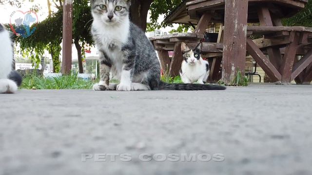CATS FUNNY REACTION TO DRONE (dji mini 2) смотреть онлайн