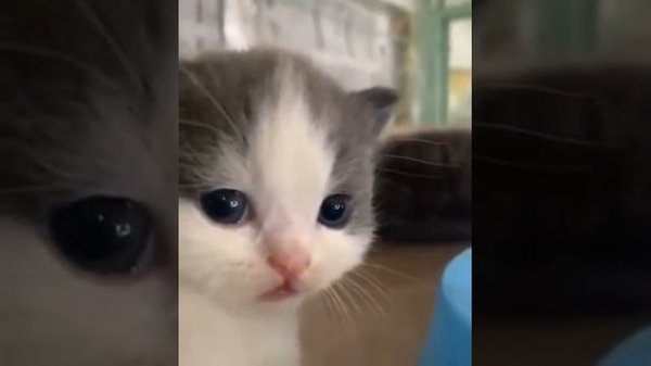 Original video - Cat meme hehe