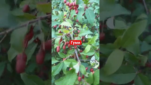 Гуми. Ягод море #shorts смотреть онлайн