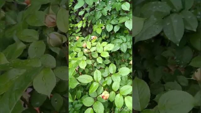 Чиппендейл. смотреть онлайн